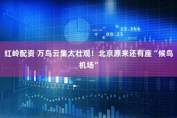 红岭配资 万鸟云集太壮观！北京原来还有座“候鸟机场”
